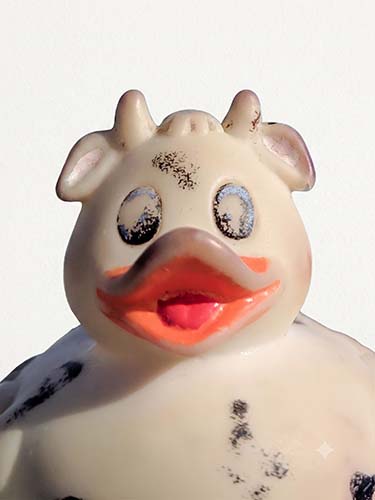 Bella the rubber duck, passport bearer portrait