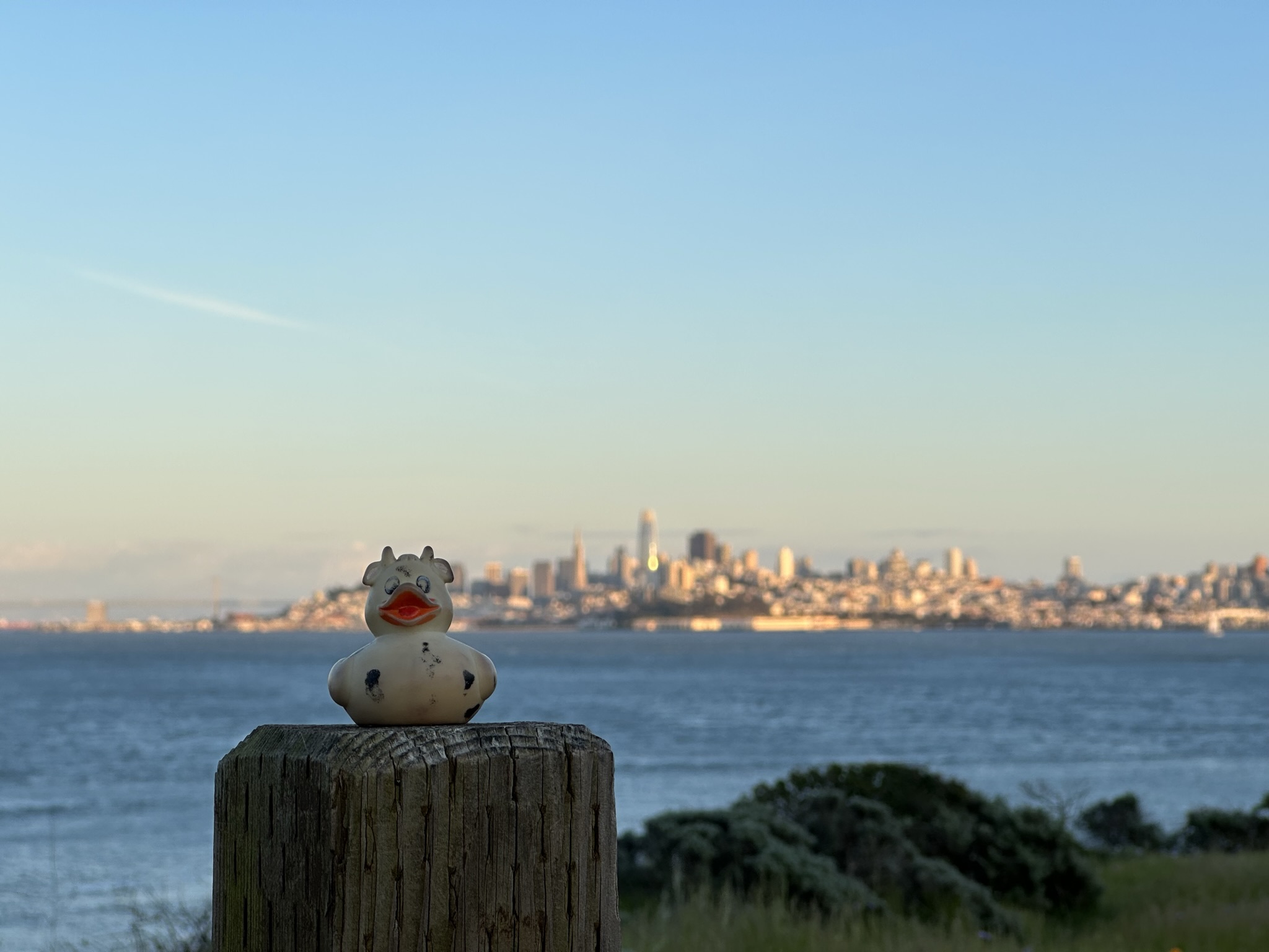 A photo of Bella at Cavallo Point at sunset with San Francisco in the background.