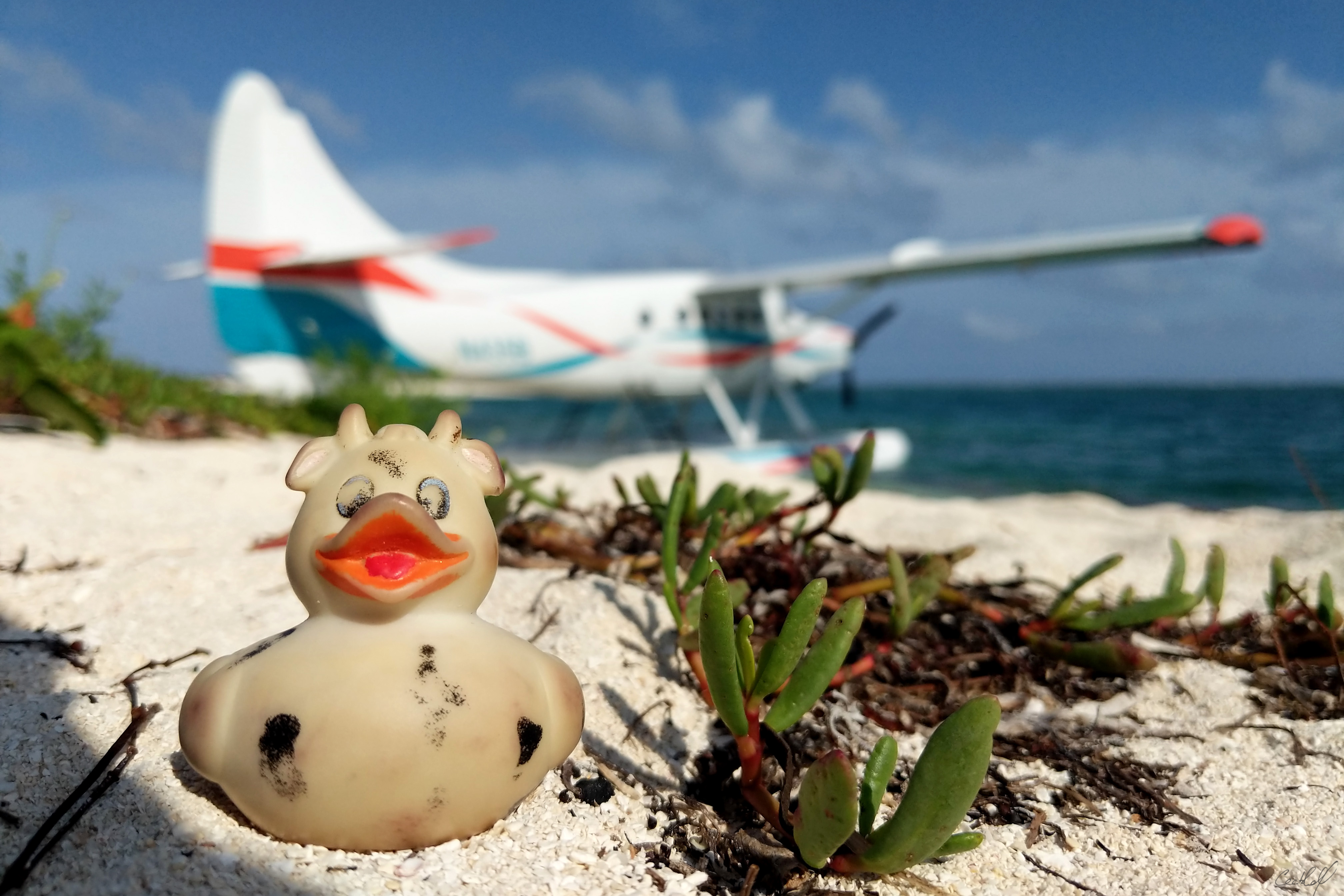 A photo of Bella the rubber duck with a seaplane parked in the background at Dry Tortugas National Park, Florida.