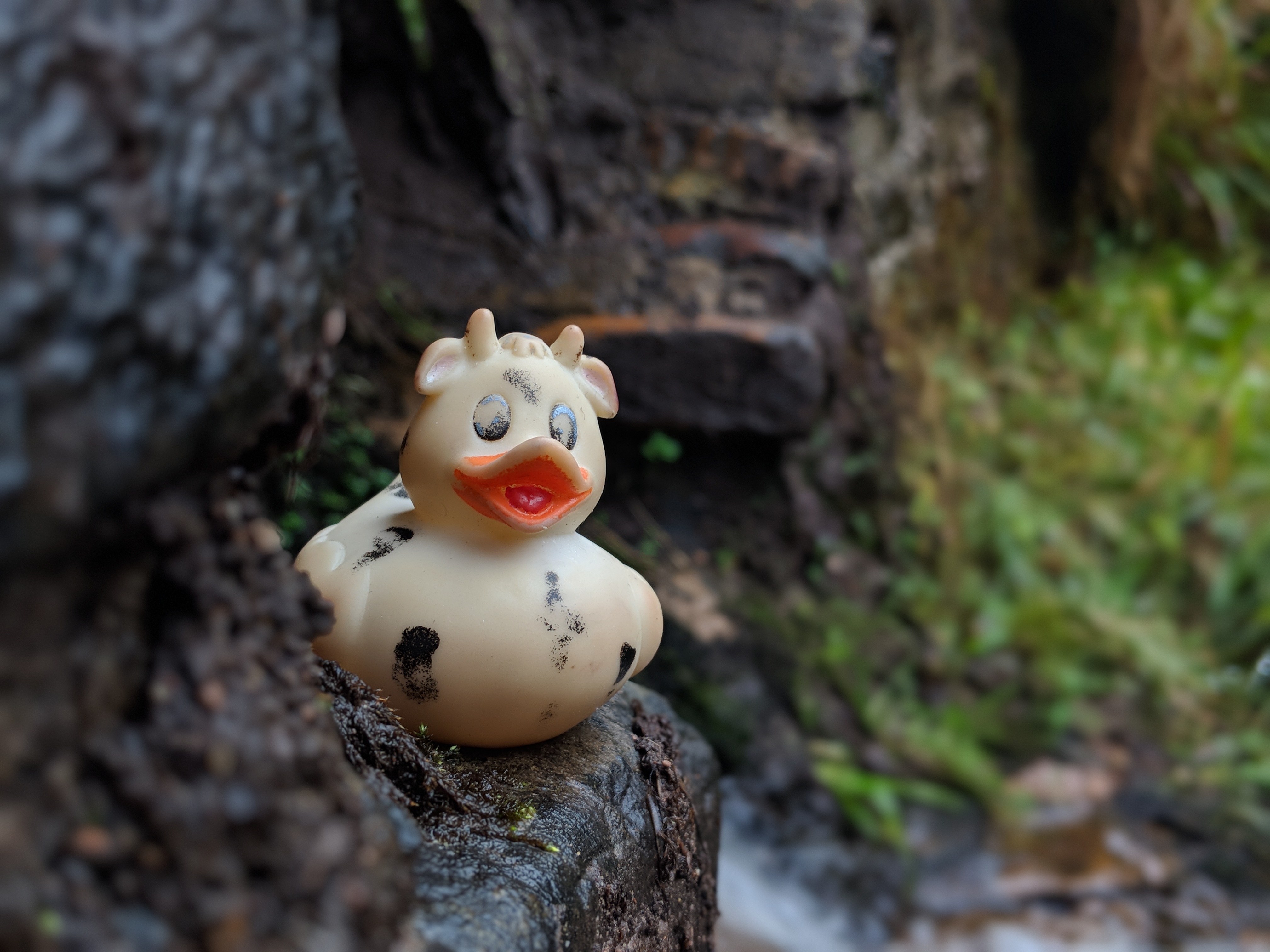 A photo of Bella the duck near one of the epic(ish) falls at Keeper Hill, Tipperary, Ireland