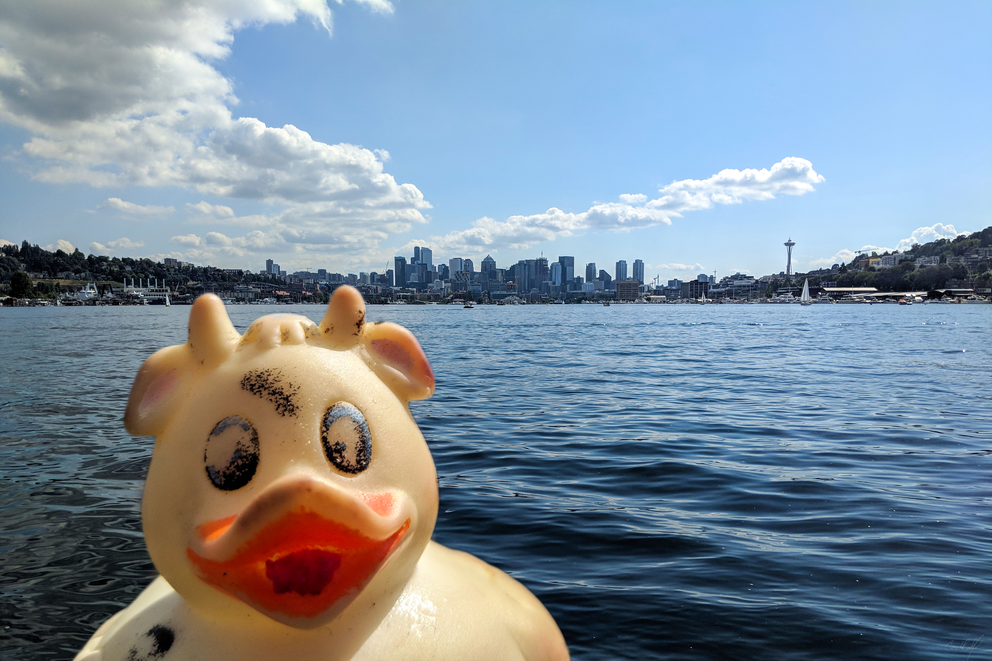 A photo of Bella the rubber duck in front of the Seattle skyline at Gasworks Park, Lake Union, Washington