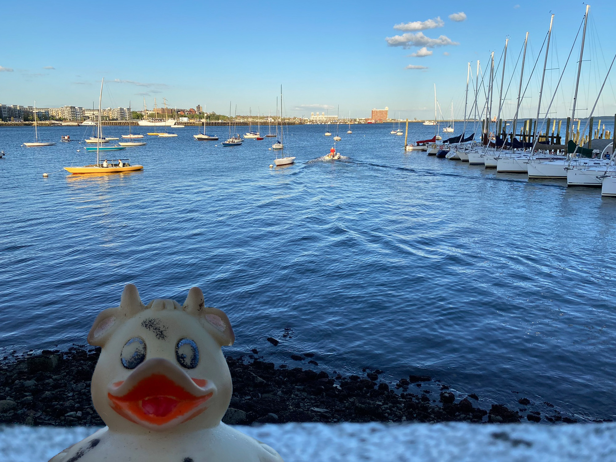 A photo of Bella outside BSC in Boston, Massachusetts.