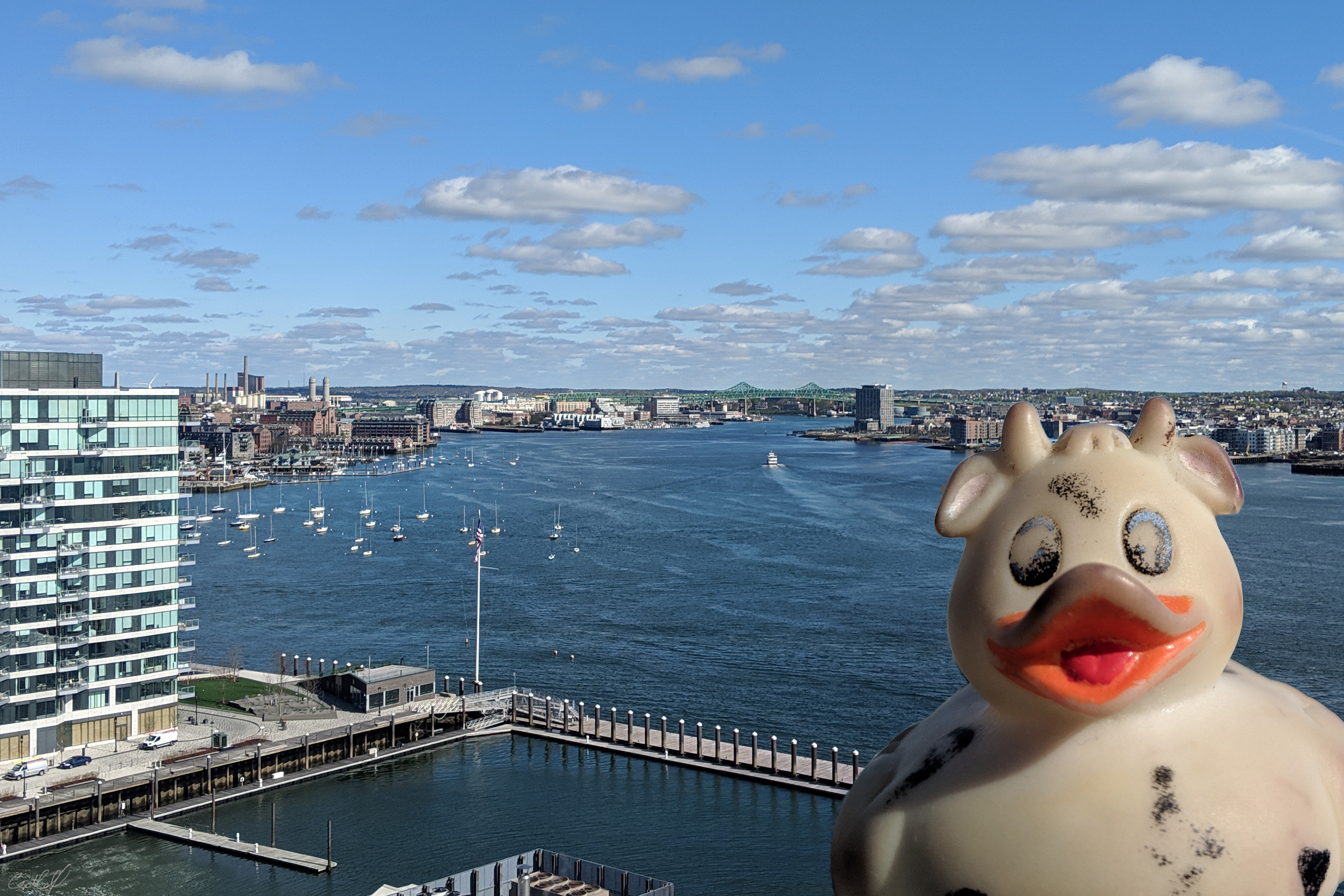 A photo of Bella the rubber duck at the Pier 4 roof deck overlooking Boston Harbor, Boston, Massachusetts.