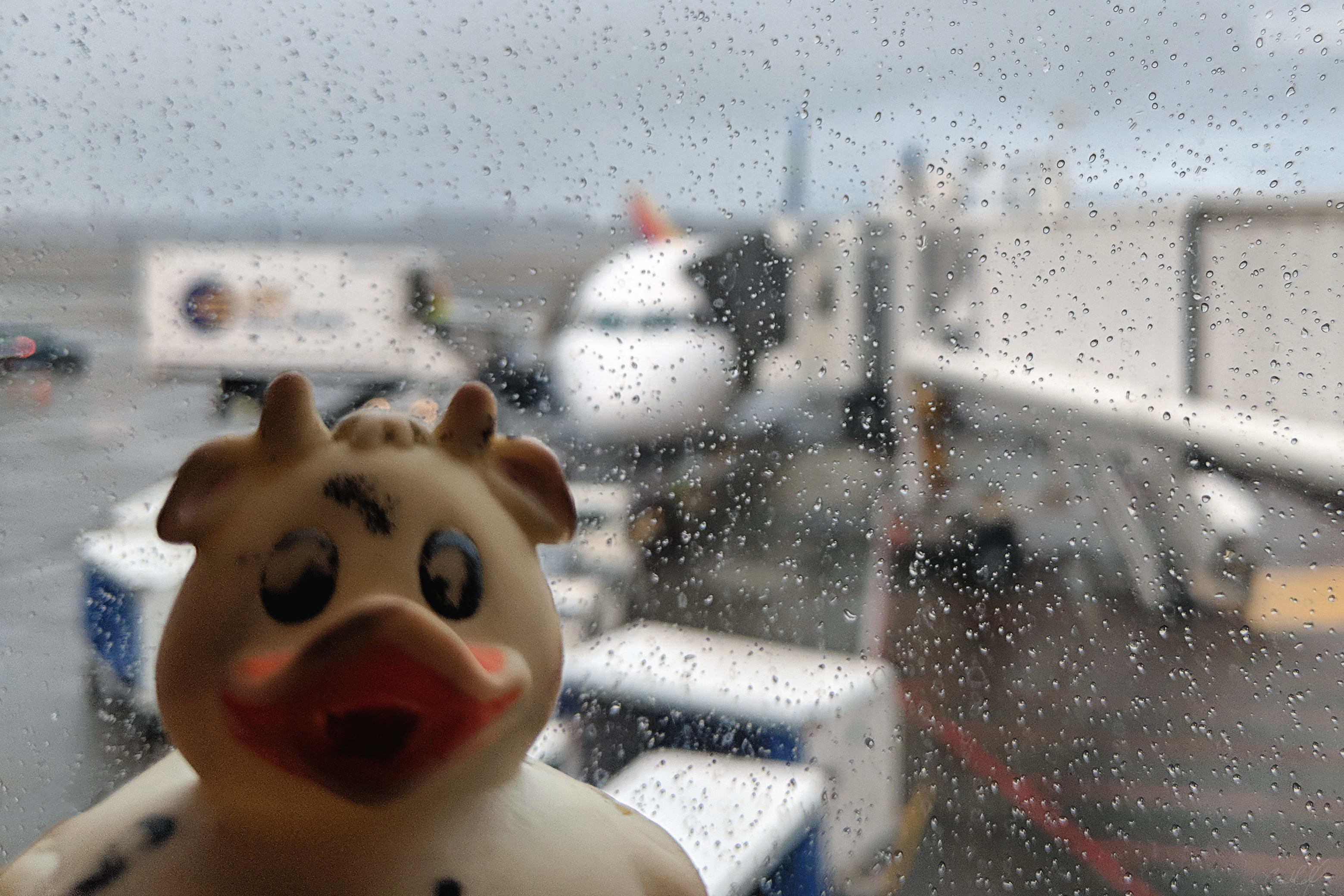 A photo of Bella the rubber duck at the terminal gate in Sea-Tac airport