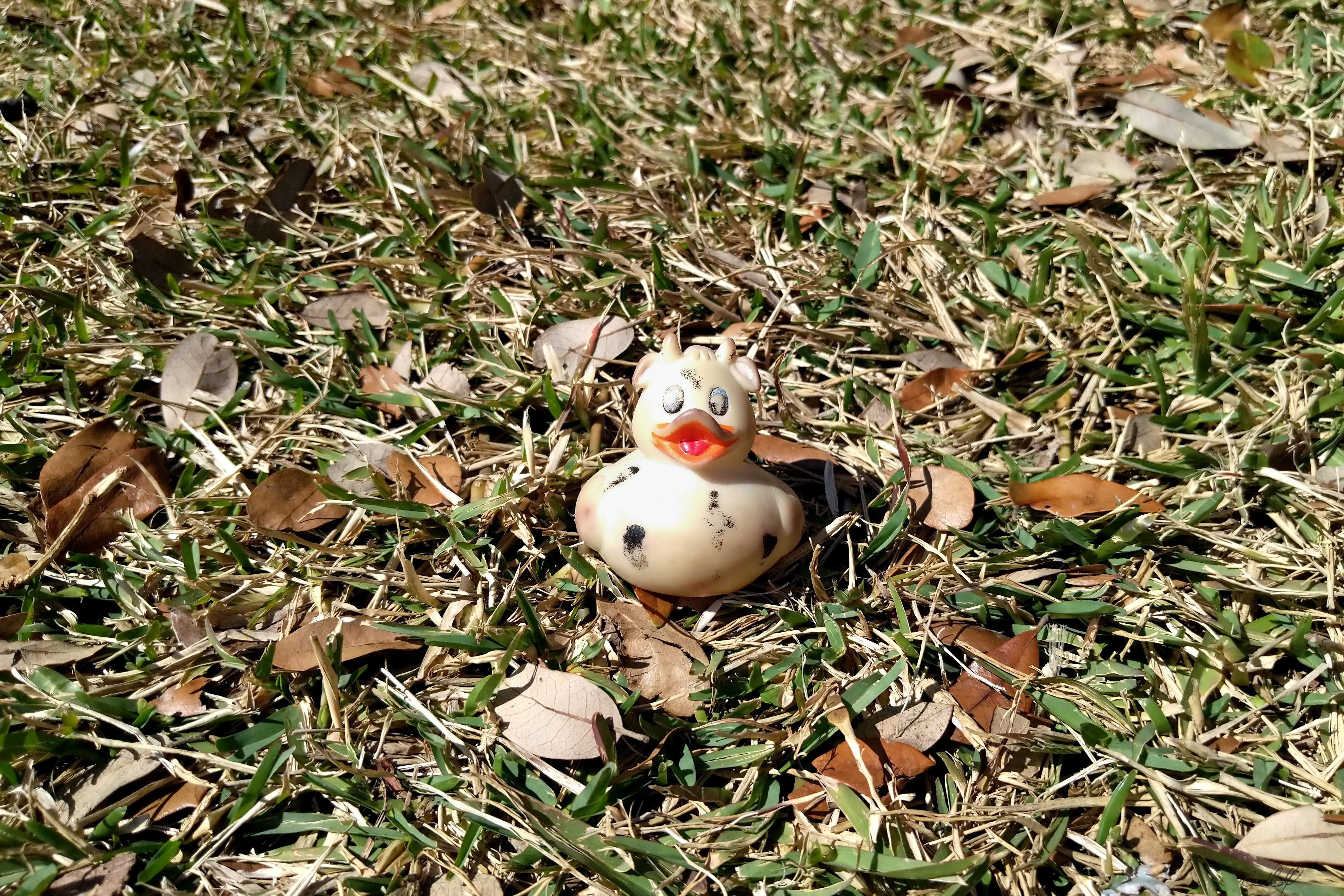 A photo of Bella the rubber duck on the grass of the grassy knoll, Dallas, Texas