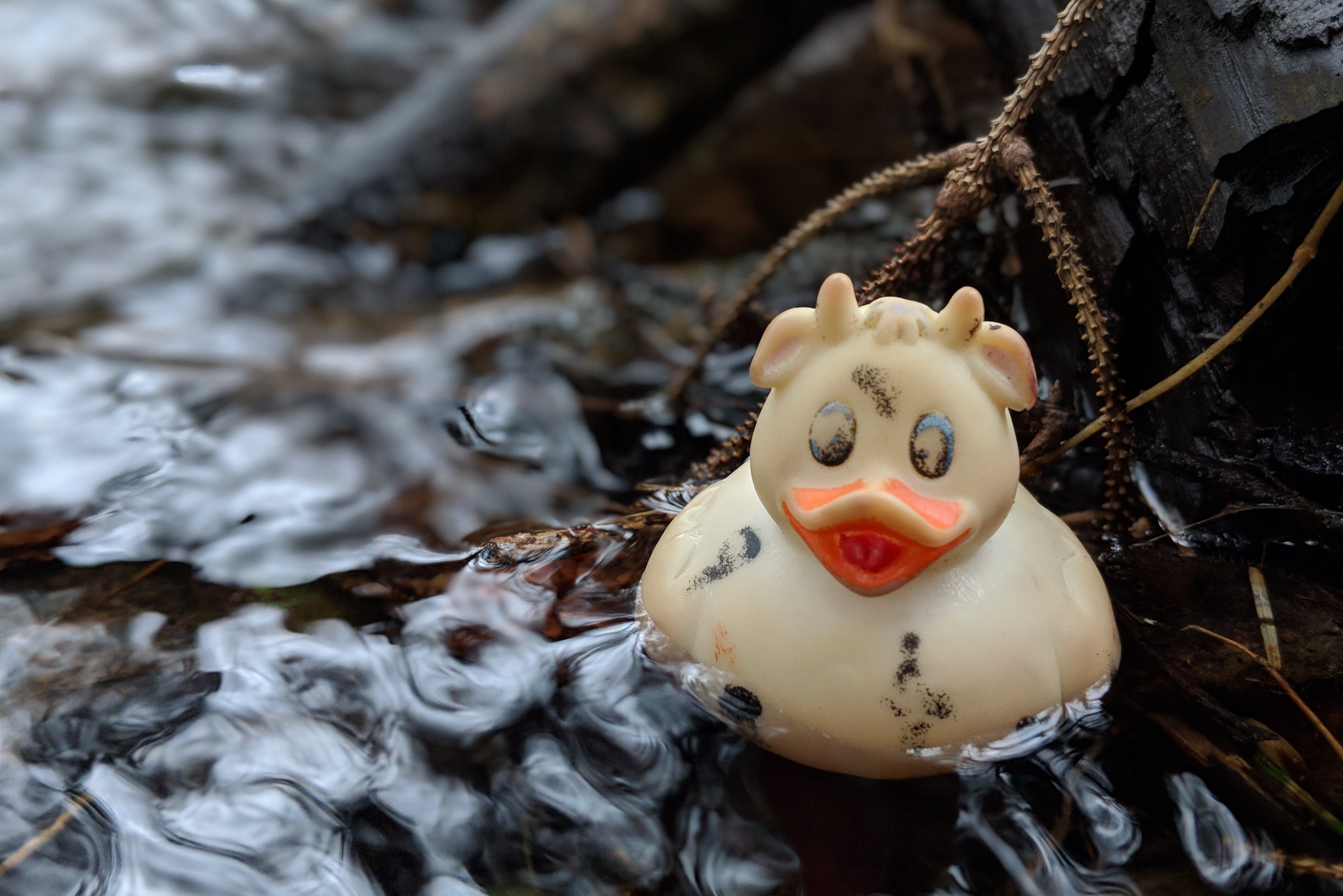 A photo of Bella the duck at the little dam we used to create as children to play with toys