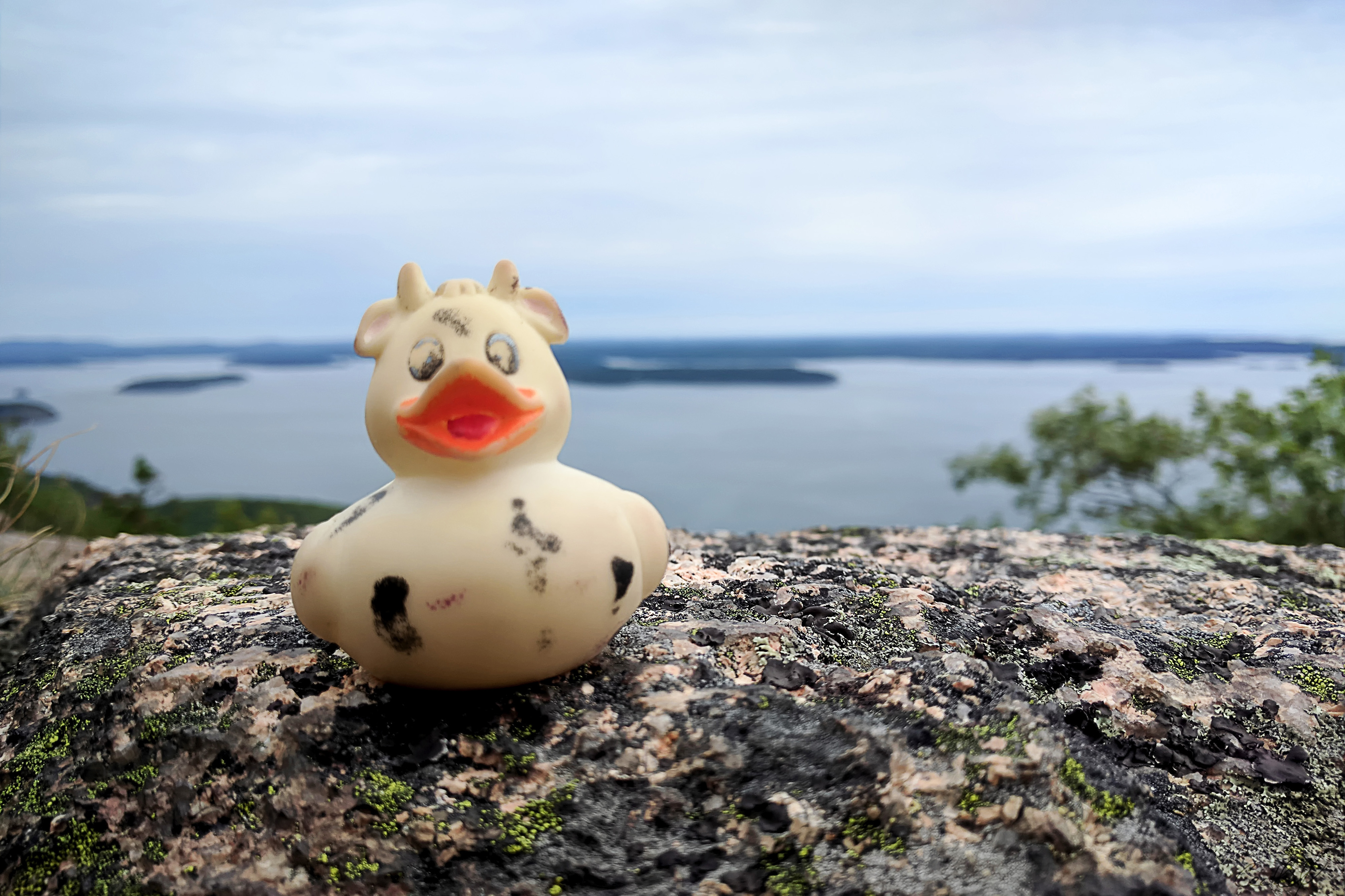 A photo of Bella the duck overlooking Frenchman Bay, Acadia, Maine