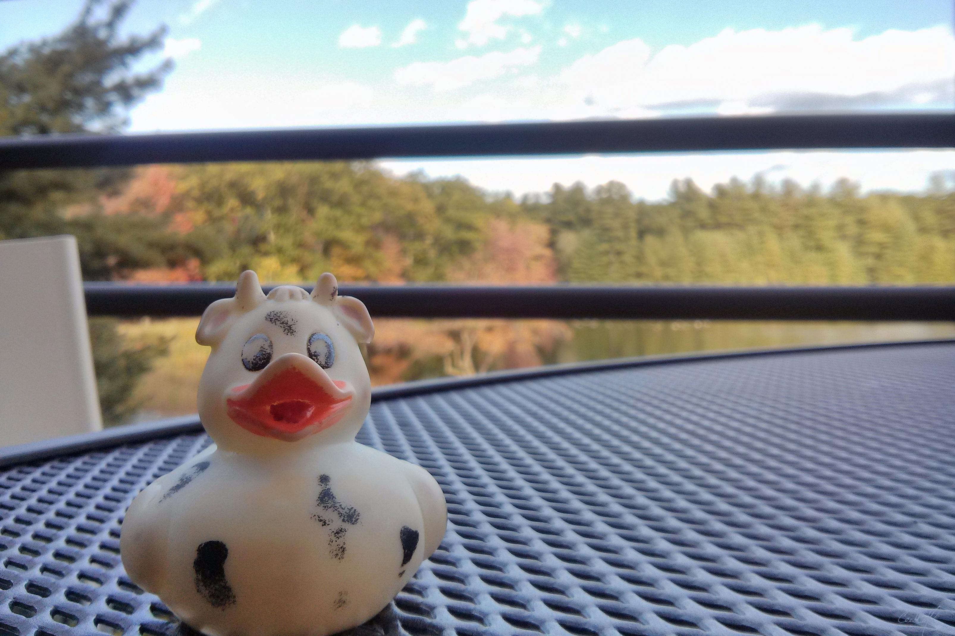 Bella the duck enjoying the afternoon sun in Merrimack, New Hampshire