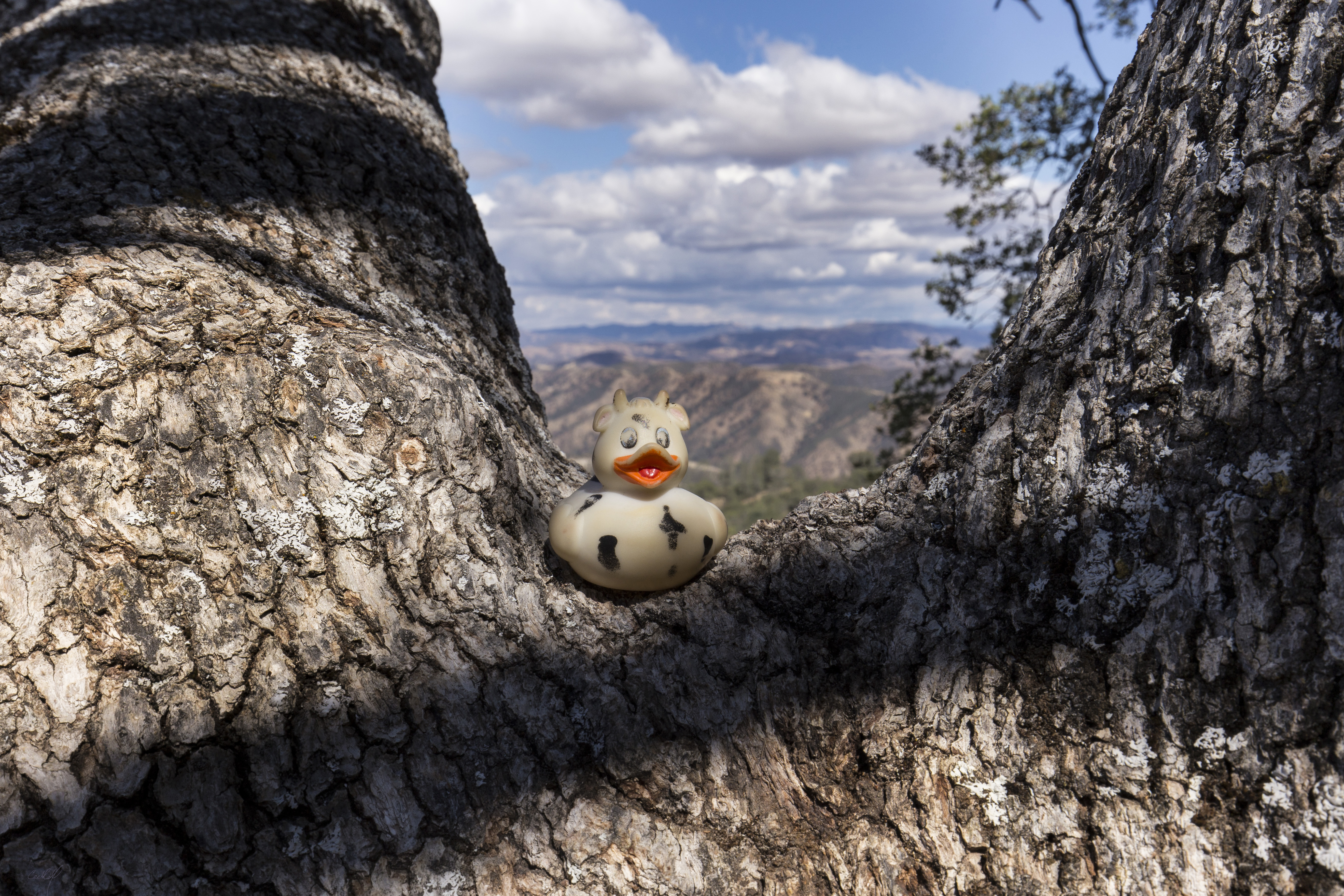 Bella the duck stopping to enjoy the view on the High Peaks Trail at Pinnacles National Park, California