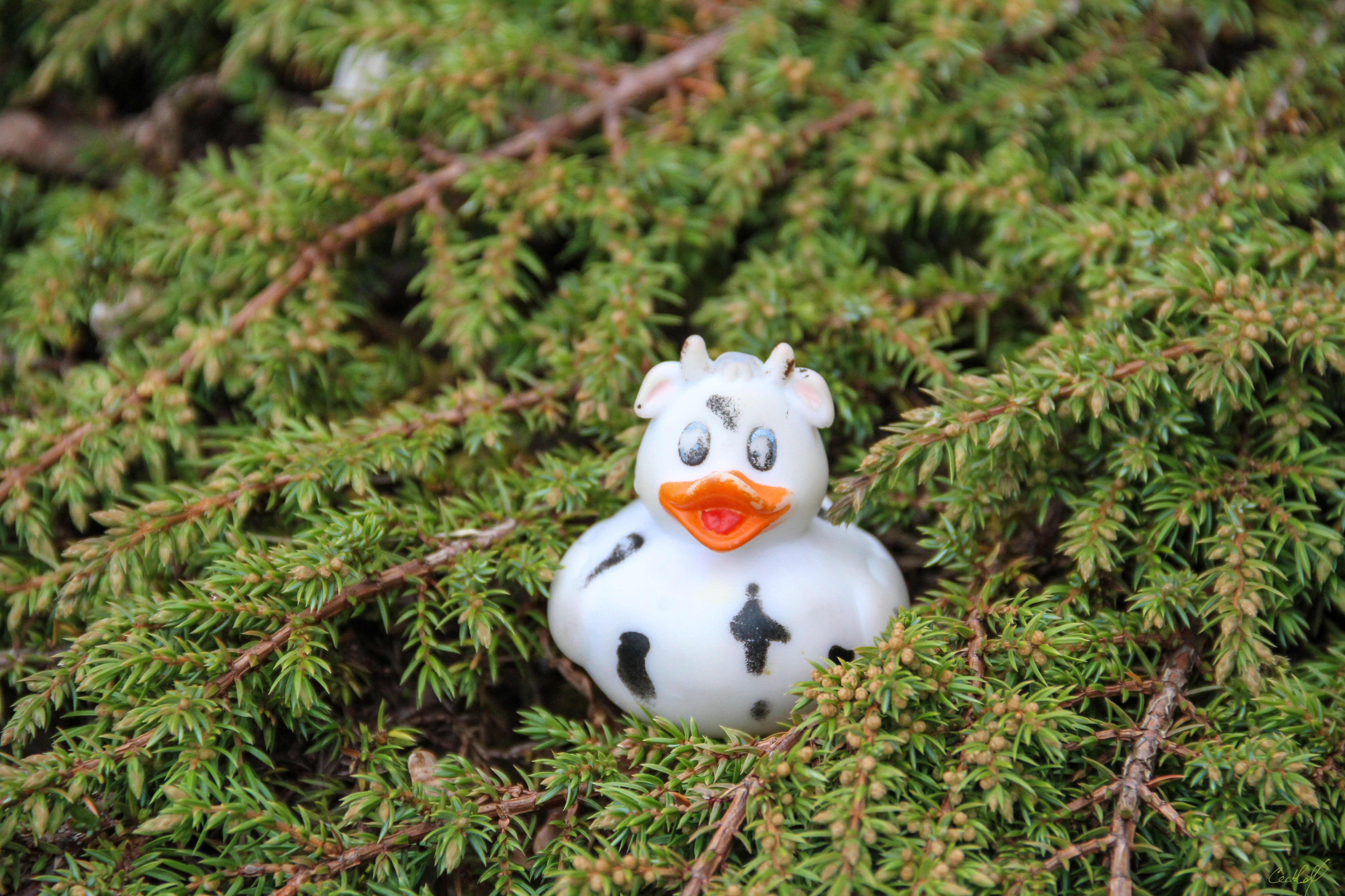 A photo of Bella the duck enjoying the family garden. Farneigh, Ireland