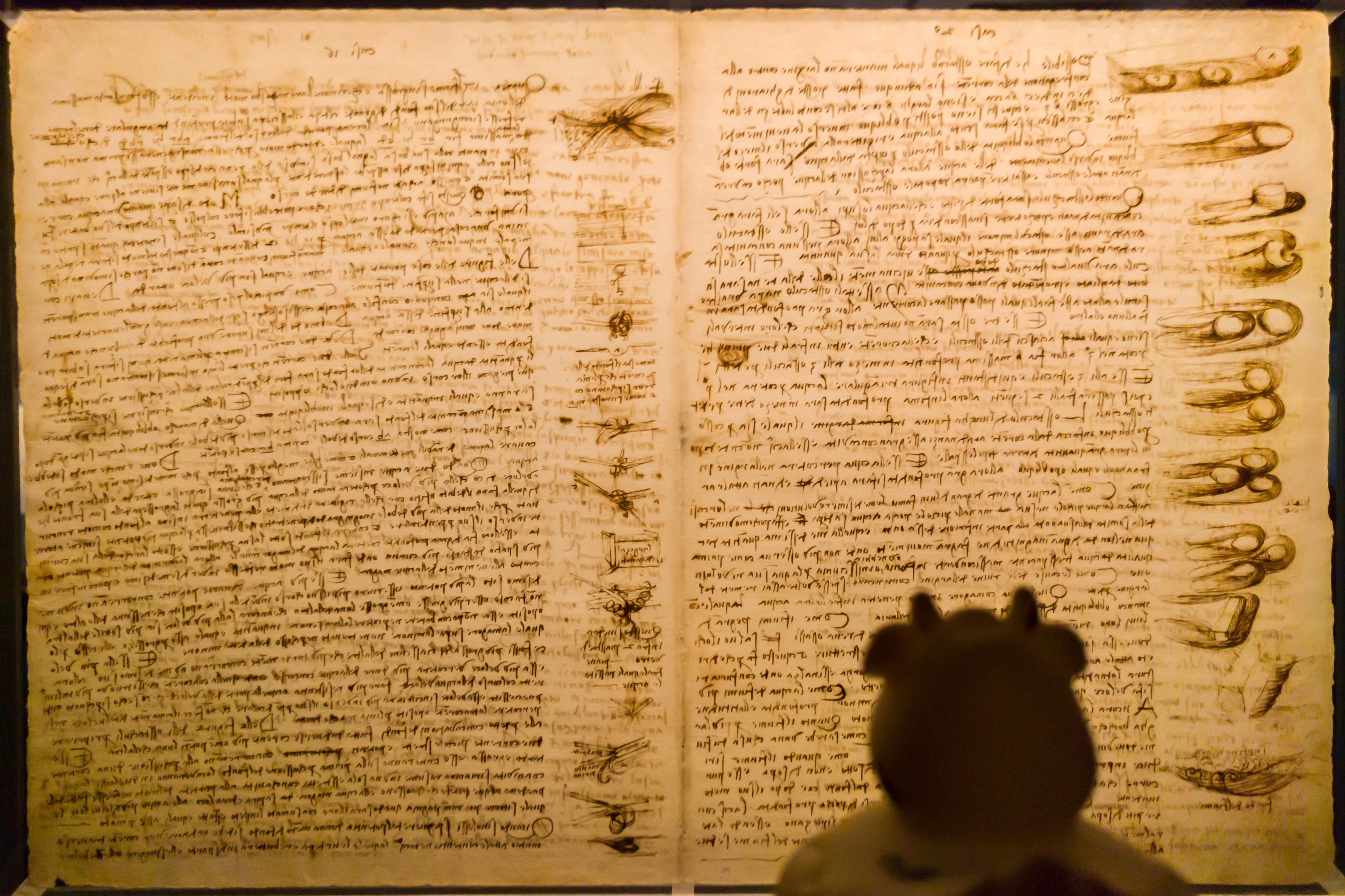 Bella the duck viewing the Codex Leicester at the North Carolina Museum of Art